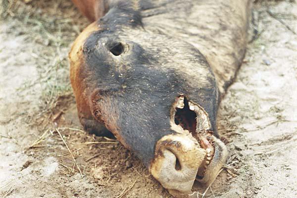 Extrantildeas mutilaciones de vacas atemorizan a pobladores en el departamento San Martiacuten