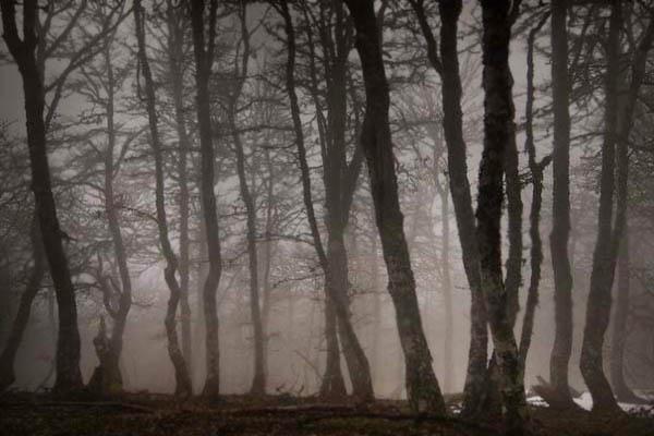 El misterio del nintildeo salvaje que vivioacute 5 antildeos en un bosque