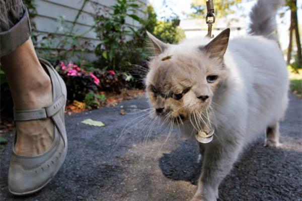 El gato con dos caras festejoacute 12 antildeos de vida