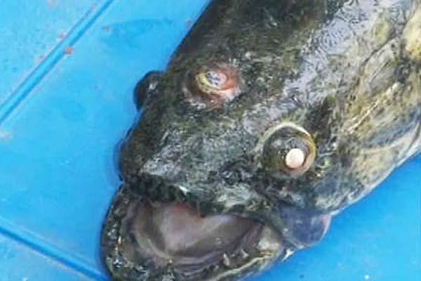 Imagen del curioso ejemplar descubierto en Córdoba