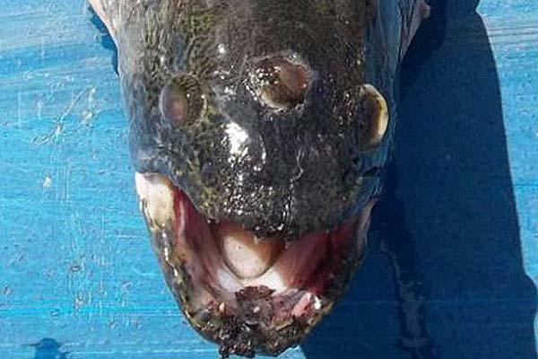 El pez de tres ojos de los Simpson era argentino