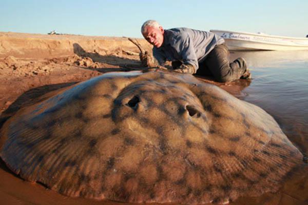 El biologo ingleacutes Jeremy Wade encontroacute una raya gigante en el Paranaacute