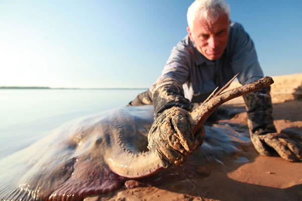 El biologo ingleacutes Jeremy Wade encontroacute una raya gigante en el Paranaacute