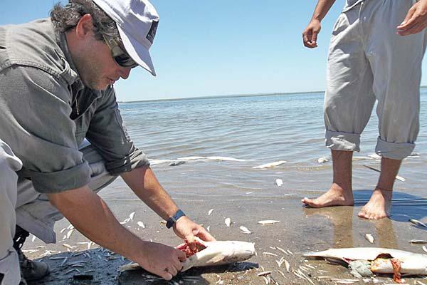DAÑO En un tramo de m�s de 3 kilómetros de extensión se hallaron toneladas de peces muertos