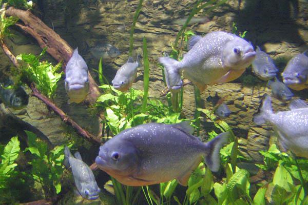 Joven boliviano muere tras arrojarse a un riacuteo infestado por pirantildeas