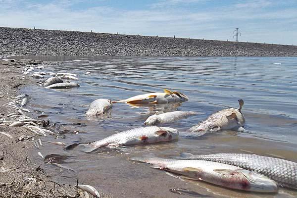 INDIGNACIÓN El 30 de noviembre ltimo miles de peces de diversos tamaños y especies aparecieron flotando en las orillas del embalse de Las Termas de Río Hondo 
