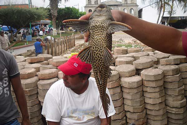 El Pez Diablo amenaza a Meacutexico