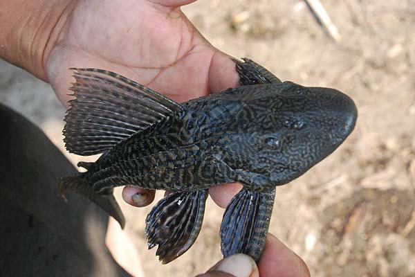 El Pez Diablo amenaza a Meacutexico