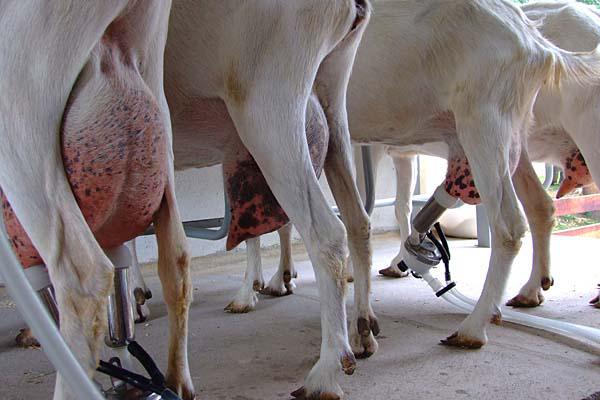 Cabras que producen seda de telarantildea