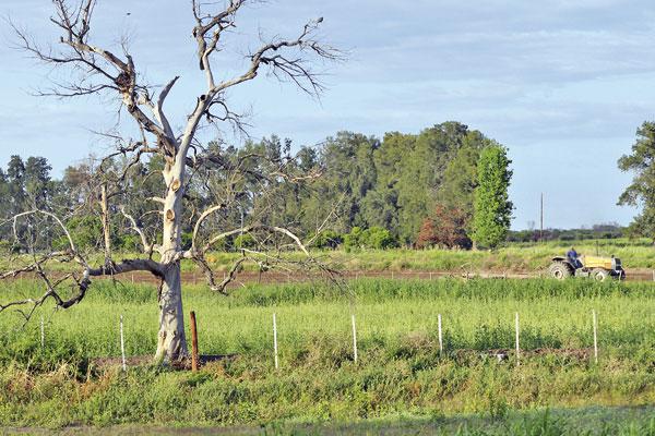 Fiscal de Estado exige que se investiguen los nombres repetidos que aparecen en las estafas con tierras