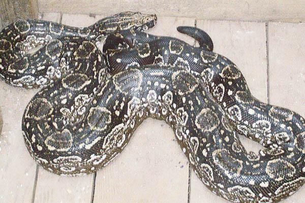 Cada vez maacutes gente adopta lampalaguas como mascotas