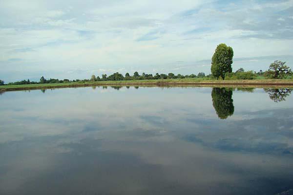 PELIGRO Los cinco piletones en donde se deposita el residuo de la destilería y del ingenio tienen cuatro metros de profundidad