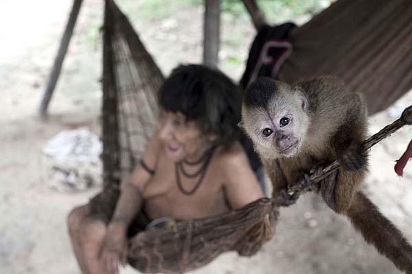 Conoceacute a los Awaacute la tribu maacutes amenazada del mundo