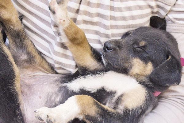 CONDICIONES Seg�n los organizadores los animales est�n desparasitados y listos para ser adoptados Las hembras est�n castradas