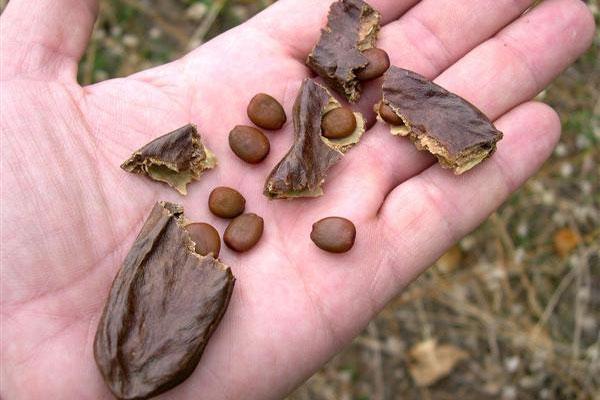 Proponen a la algarroba como un sustituto saludable para el chocolate