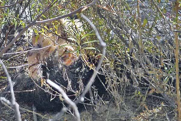 VÍCTIMA El cuerpo del ex concejal fue encontrado entre matorrales Tenía un impacto de bala en la cabeza Había desaparecido el 24 de mayo EL LIBERALDANIEl PÉREZ