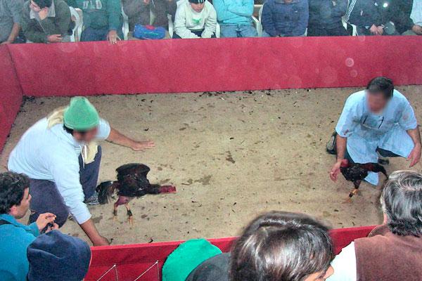 ANTECEDENTES La ciudad y los alrededores de Río Hondo es conocida por las riñas de gallos que convocan incluso a aficionados de otros países