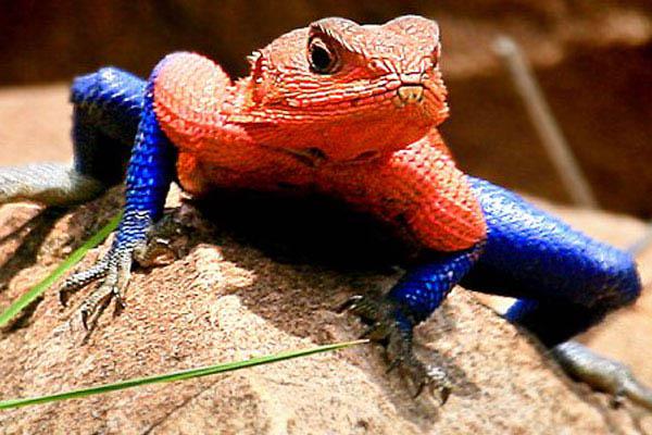 Spiderman es un lagarto y vive en Kenia