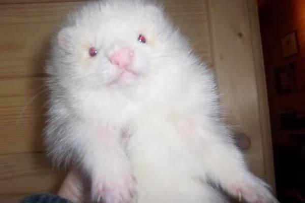 Un hombre denuncioacute que le vendieron ratas por caniches en La Salada