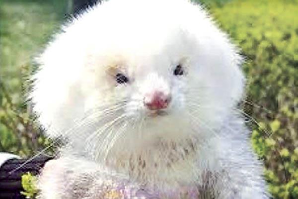 Catamarquentildeo denuncioacute que le vendieron ratas por caniches toys