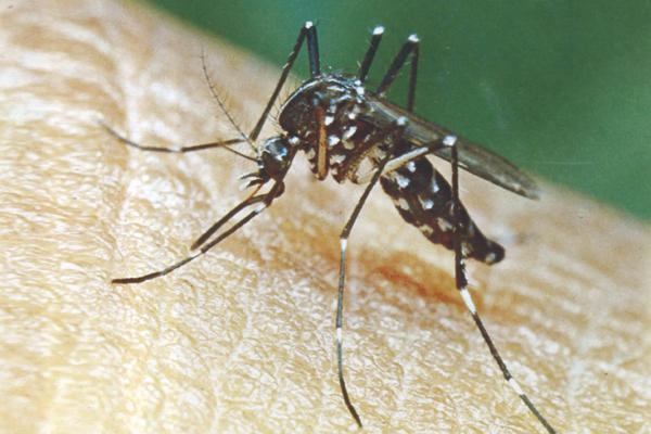 La humedad y el calor trajeron una invasioacuten de mosquitos