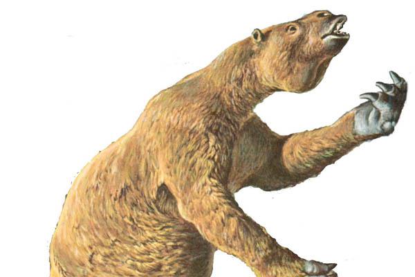 Hallan restos de un megaterio cerca de San Pedro