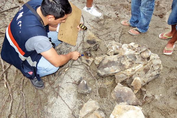 Hallaron foacutesiles de animales prehistoacutericos en Riacuteo Hondo
