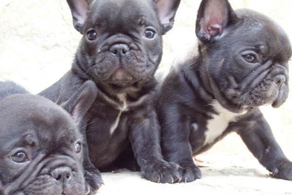 En Santiago se paga hasta 7000 para tener un perro de raza como mascota