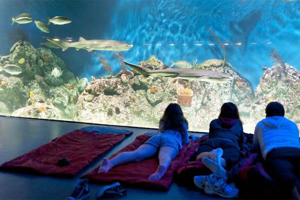 Dormir con tiburones una aventura inolvidable