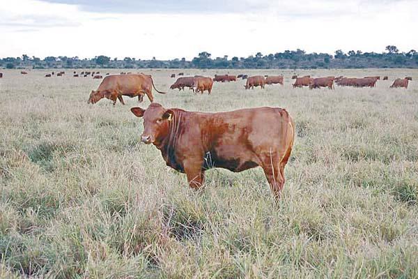 Las im�genes muestran cómo fue cambiando el establecimiento en su infraestructura y también en la calidad de su rodeo