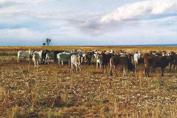 El rodeo era criollo en su mayoría