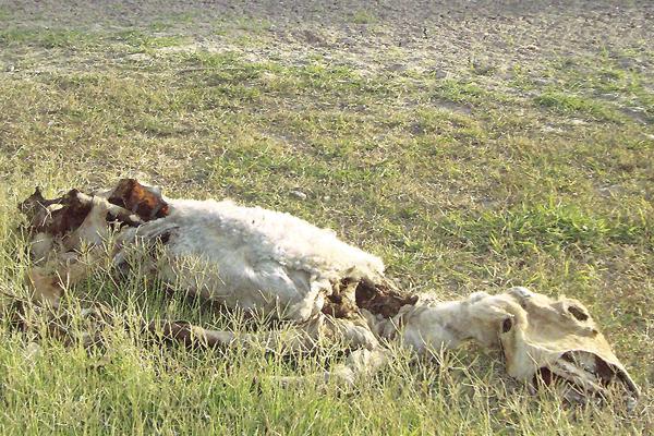 Macabro- hallan animales mutilados y con sus partes blandas comidas con extrantildeos cortes