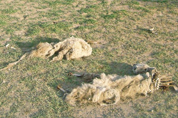 Macabro- hallan animales mutilados y con sus partes blandas comidas con extrantildeos cortes