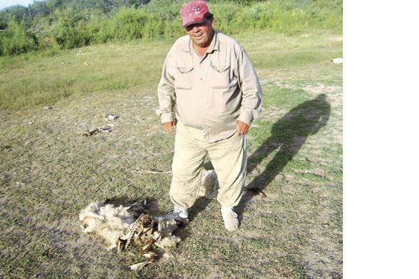 RESTOS El propietario del campo donde sucedió el ataque muestra cómo quedó la cabeza de una de las ovejas