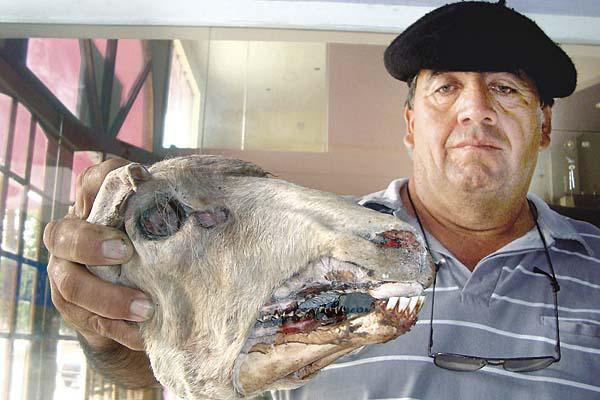 No hay respuestas concretas para las extrantildeas mutilaciones de animales en Friacuteas