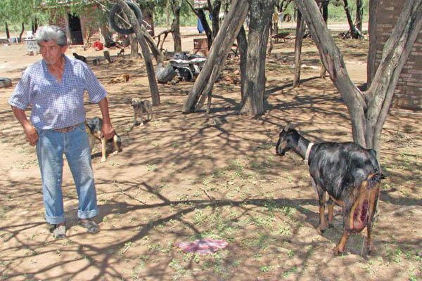 Desconcierto en parajes choyanos por extrantildeas heridas en los animales