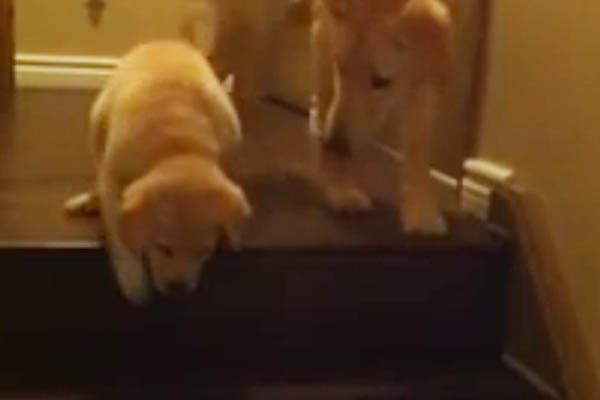 El tierno video del perro que le ensentildea a otro a bajar la escalera
