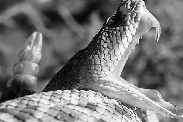 Los cazadores de ratas