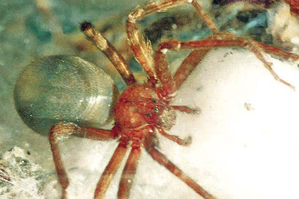 RINCONERAS El período entre la picadura y la aparición de los síntomas puede variar entre minutos y pocas horas 