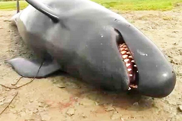 Murieron 20 ballenas y rescataron a otras 25 tras varar en el Estrecho de Magallanes
