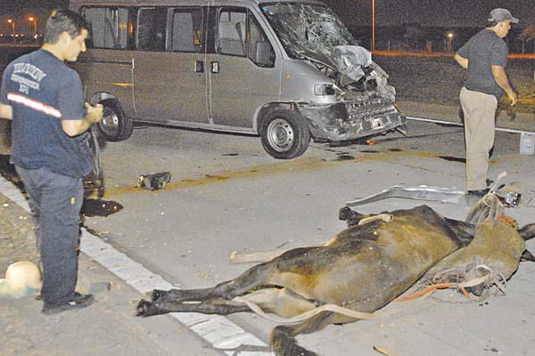 Traacutegico fin para un caballo que sin jinete emprendioacute alocada carrera por la Circunvalacioacuten