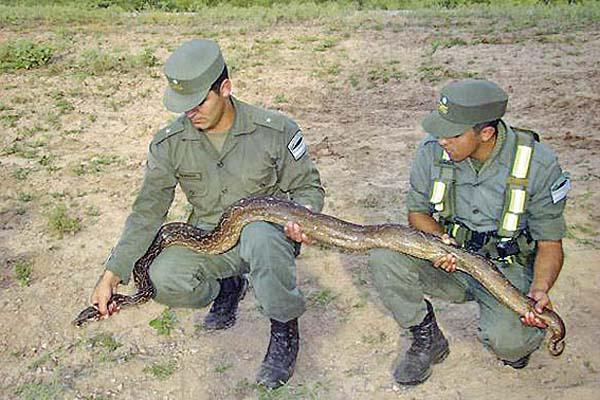INCAUTADA Los gendarmes la encontraron a principios de marzo