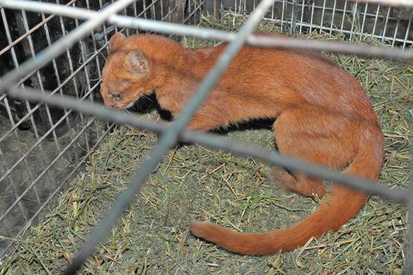 NUEVA ATRACCIÓN El gato montés o yaguarundi ya se encuentra alojado en el zoológico municipal
