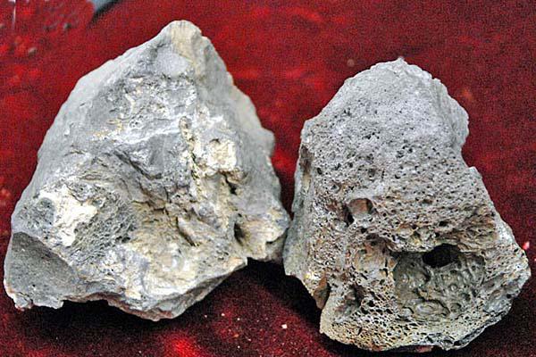 RESTOS Se los derivó a laboratorios de Buenos Aires y Tierra del Fuego