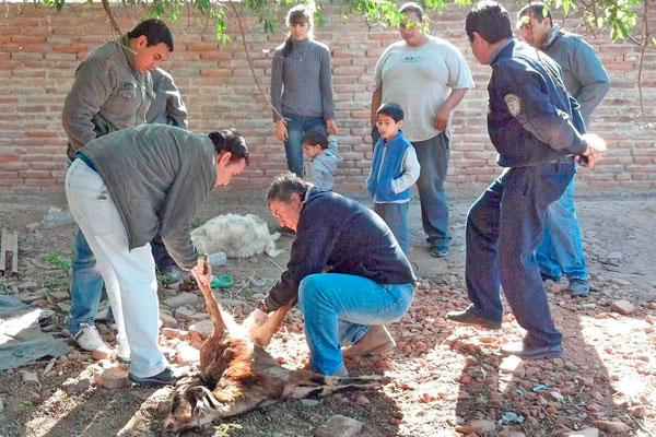 HUELLAS La policía realizó peritajes donde quedaron los animales muertos junto al veterinario Gustavo Medina
