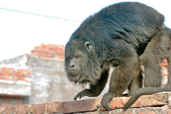 PINTORESCO El monito Tom también movilizó a los policías