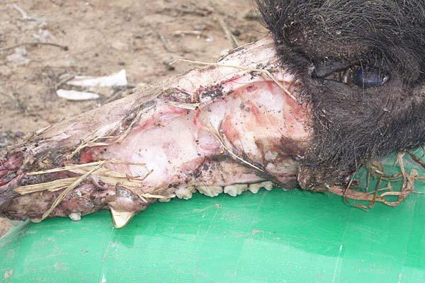 INTIMIDANTE El aspecto de parte del cr�neo hace suponer que se trata de un animal carnívoro y de gran tamaño