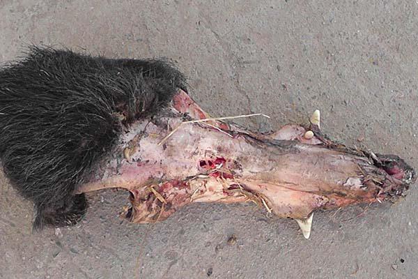 INVESTIGACIÓN Criminalística de la Policía intenta identificar al animal