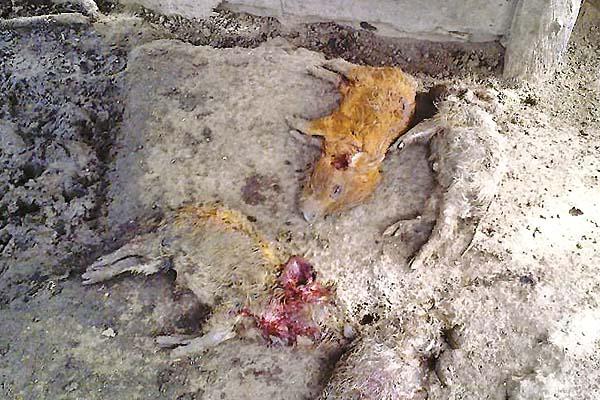 PARTIDARIOS Los ms supersticiosos apuntan a seres mitológicos como el almamula y el chupacabras