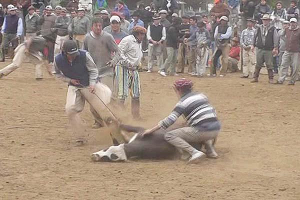 CORAJE El peón rural es un experto en las reacciones del animal Sin este conocimiento la tarea sería casi suicida